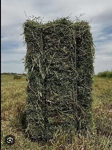 Тюк сена, Кант село Киргшелк. 4 год. С поля. Цена 140сом. 250 штук