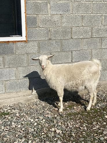 Аквариумдар: Сатам | Эчки (ургаачы) | Көбөйтүү үчүн — 1