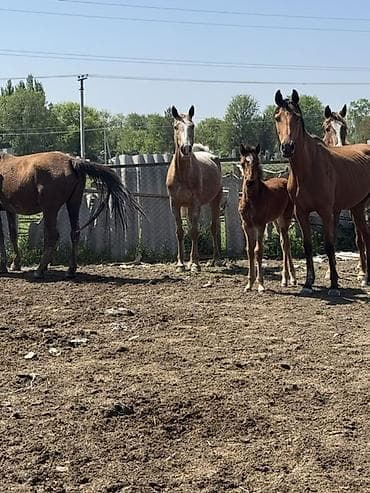 щенки мопсы: Продаю | Кобыла (самка) | Полукровка, Дончак, Английская | Для разведения, Для молока | Племенные — 8