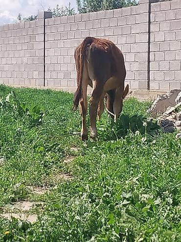 куплю корову на мясо: Продаю | Бык (самец) | На откорм | Привязанные — 3