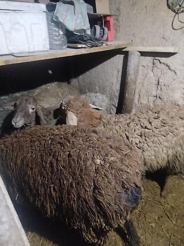 продаю баран красная речка: Продаю | Овца (самка) | На забой — 3