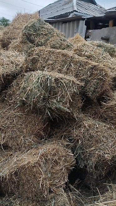 Продаю тюки первый укос ( биринчи чабык) чоон туктор. Цена по 110 сом at lalafo.kg Продаю тюки первый укос ( биринчи чабык) чоон туктор. Цена по 110 сом