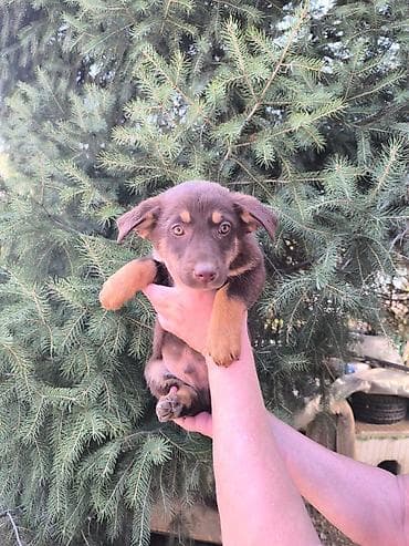 щенки ягдтерьер: Щенки метисы, помет из нескольких малышей. - Возраст: примерно 1,5–2 — 7