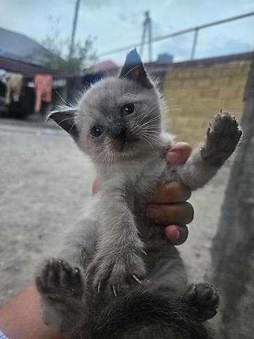 сколько стоят сиамские котята: Котёнок с сиамский 
2 месяца 
Мальчик 
Зовут Локи
Приучен к лотку — 1