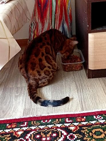 жаны асый: Бенгал, 3 жаш, Ургаачы, Алтын шиншилла, Лотокко барууга үйрөтүлгөн — 8