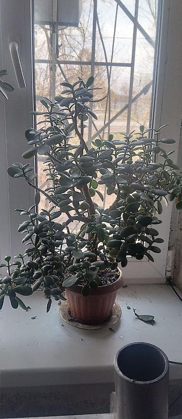 денежное дерево цветы: Денежное дерево — 3