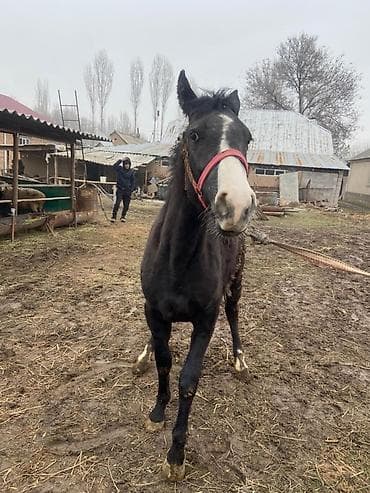 коный спорт: Продаю | Жеребенок | Рабочий — 1