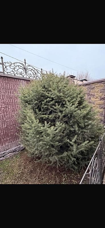 пересадка елки: Ель/пихта декоративная для пересадки. - Порода: хвойное дерево — 1