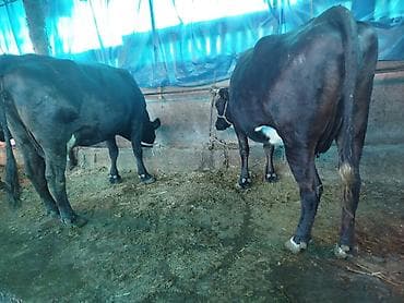 пародистые каровы: Продаю | Корова (самка) | Для молока | Привязанные — 5