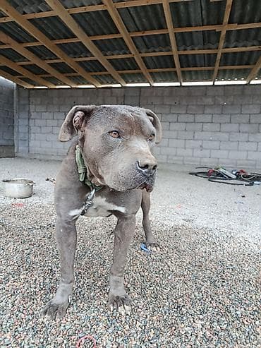 Питбуль, 11 месяцев, Самец