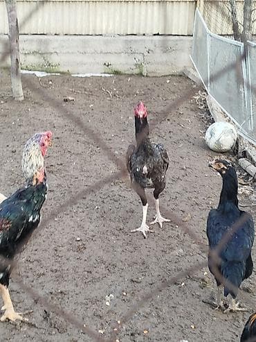 токмок собаки: Дакан пепел жожо короз сатылат активный алмашу жолдору бар адрес — 6