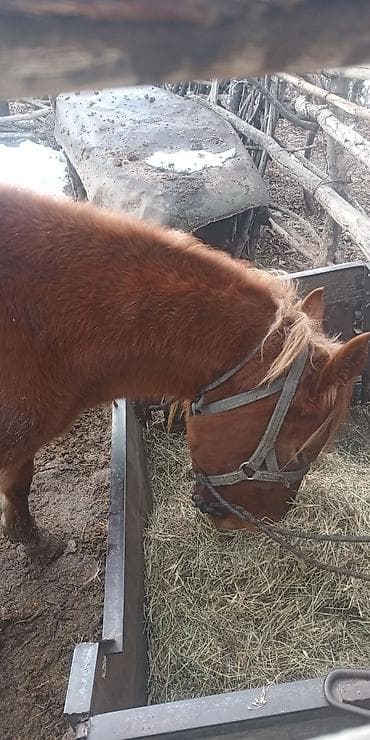 токмок животные: Продам кобылу — 3