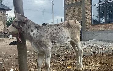 рыбы купить: Продаю | Музоо, торпок | Для разведения | Привязанные — 1