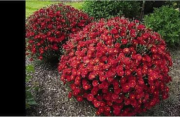 цветы хризантемы: Хризантема садовая (шариковидная форма, красная) - Кусты образуют — 1