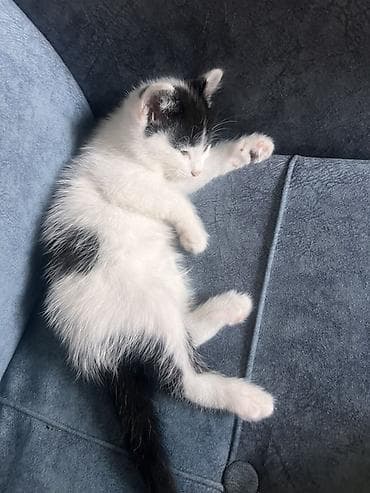 котята в канте: Отдаём котят в добрые и заботливые руки! 🐾 Котята очень ласковые — 2