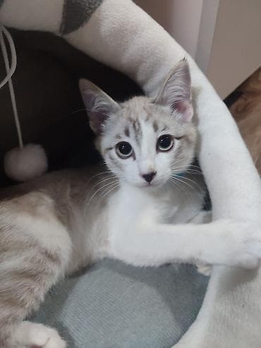 Аквариумдар: Котёнок светлого окраса с контрастными отметинами на мордочке и — 1