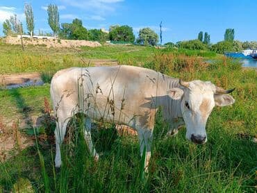 дом для кур: Продаю | Корова (самка) | Для молока, Для разведения, На забой — 3