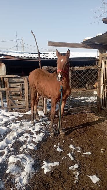 белый конь: Продаю | Жеребенок | Для разведения — 2