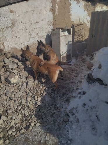 диски дордой: Тептирге Mitsubishi 2002 г., Колдонулган, Оригинал — 3