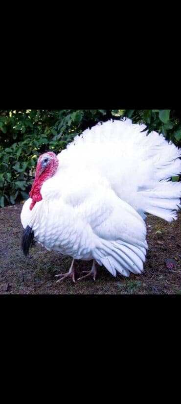 где можно купить крысу: Продаю | Индюк (самец) | Бройлерная | Для разведения | Племенные — 1