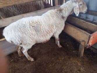 продаю связи с переездом: Сатам | Ургаачы кой (ургаачы) | Арашан | Көбөйтүү үчүн | Бооз — 4