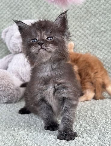 мейн кун рыжий цена: Породистые котята мейн-кун. - Окрас: дымчатый/чёрный дым (на фото — — 3