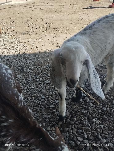 кошки маленкие: Продаю | Козлёнок | Нубийская | Для разведения | Племенные — 10