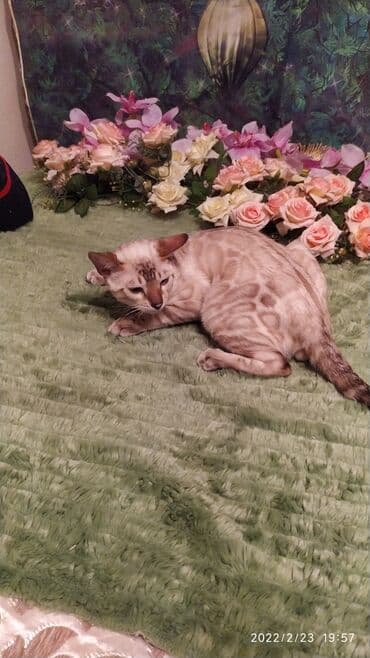 очень нужны: Друзья .Питомник бен гла мур с любовью предлагает вам котят — 15