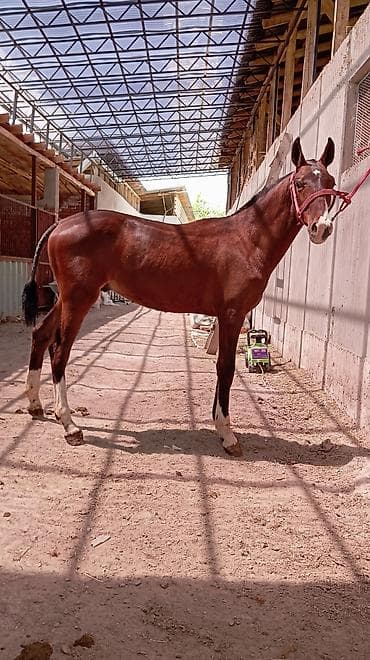 Продам с/х животных: Продаю | Жеребенок | Конный спорт — 2