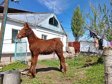 обстрел собак: Продаю | Жеребец, Жеребенок | Для разведения — 3