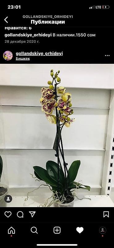 Flowersbishkek flowerskg bishkekflowers магазинбишкек at lalafo.kg Flowersbishkek flowerskg bishkekflowers магазинбишкек