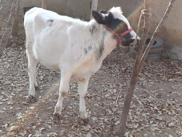 куплю французского бульдога: Продаю | Тёлка, Музоо, торпок | Бельгийская | Для разведения — 3