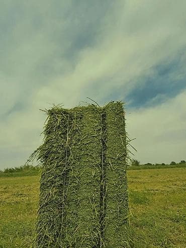 шиншила животное: Продам люцерну, свежий укос. пресованные тюки люцерны около — 1