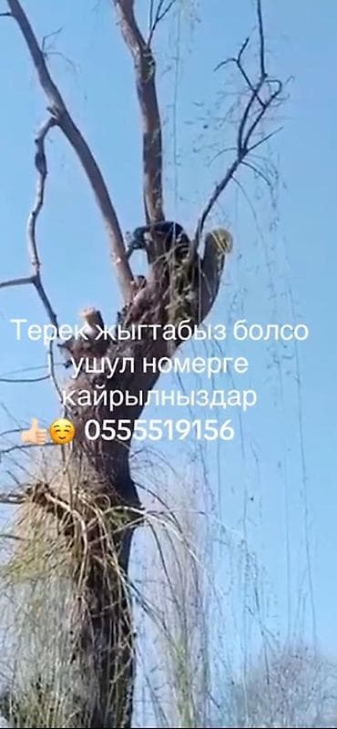 услуга касилка: Услуги по спилу и обрезке деревьев - Профессиональная работа на — 1