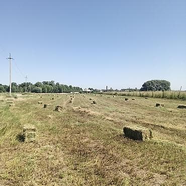 баран живой: Беде 2 укос Озёрныйда.800 прес бар. баасы 240сом.САМОВЫВОЗ — 4