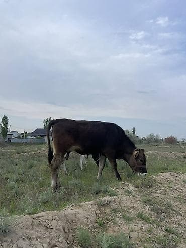 бультерьер щенки: Продаю | Корова (самка), Бык (самец), Тёлка | Для разведения — 1