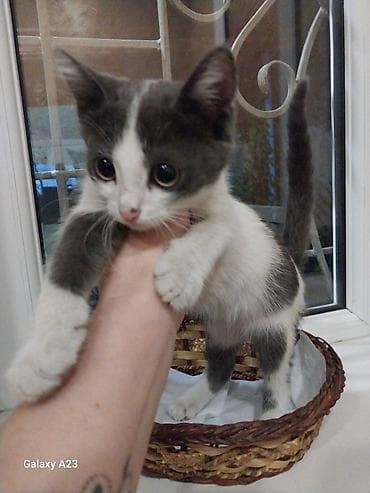 Котёнок тигрового окраса девочка. Белый с серым мальчик, отдам в — 7