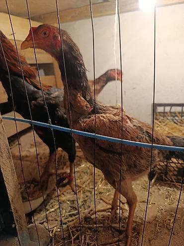 курица тушка: Продаю | Петух | Бойцовая | Для разведения — 3