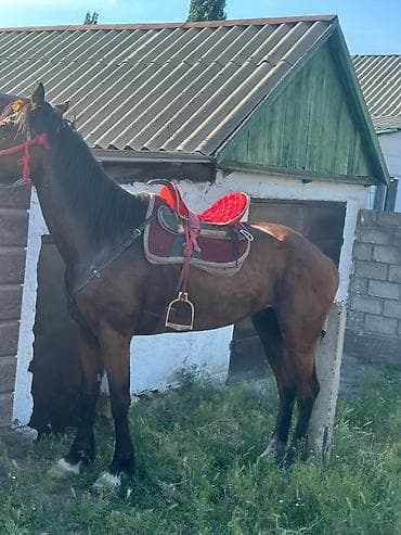 конь ат: Продаю | Жеребец | Полукровка | Рабочий — 2