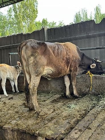 швиц уйлар: Продаю | Корова (самка) | Швицкая | Для молока — 3