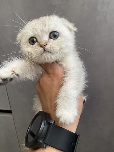 кот маленький: Шотландский вислоухий котёнок (Scottish Fold) Предлагается к продаже — 3