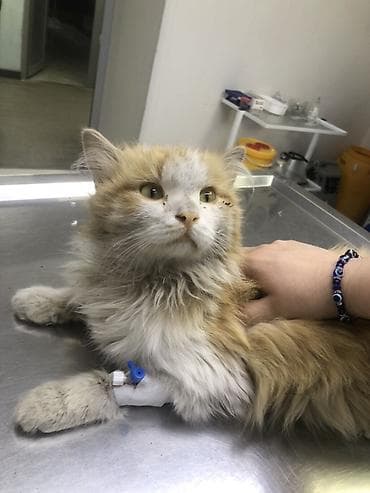 выстрел собак: Нужна помощь. Нужен куратор. Кто может позаботится о коте. У кота — 1