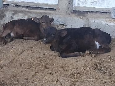 кролик цена: Продаю | Бык (самец), Музоо, торпок | Ангус | На откорм, На забой, Для разведения — 7