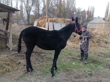 сколько стоит порода собаки доберман: Сатам | Жылкы (эркек) | Жумушка — 2