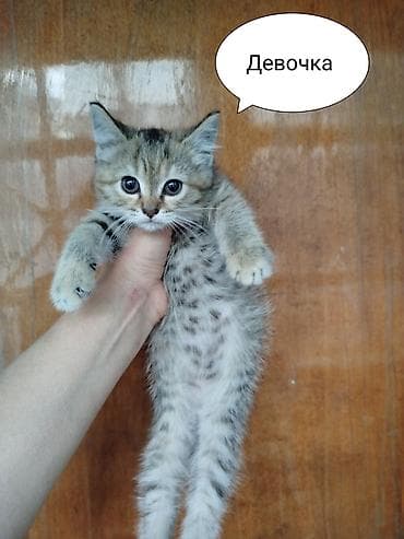 кошка майкун: Котята в добрые руки. Только заботливым ответственным людям! - Пол — 1