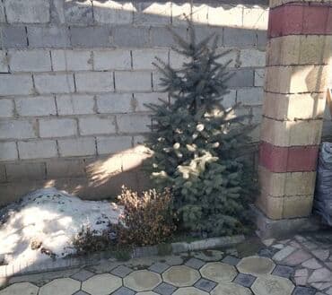 костюм деда мороза цена: Продаём елку 
15000
10000
Город Токмок — 2