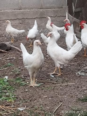 кой романовский: Продаю курочек 3 месяца хай лайн соня. 14 штук. и леггорн 10 - — 10