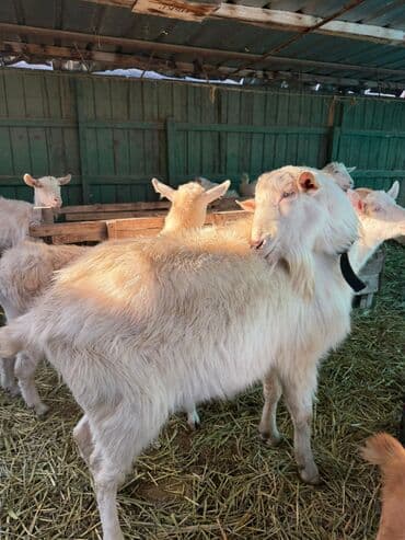 породистые: Продаю | Коза (самка) | Для разведения — 6