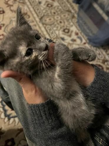 общита: Кошка даром: Беспородная, 2 месяца, Девочка — 2