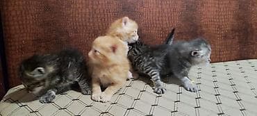 Үй жаныбарлары: Котята, помёт из 5 малышей, 2 рыжих мальчика, 1 тигровый мальчик, 1 — 5